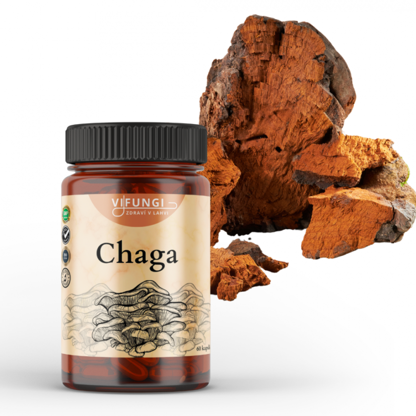 Chaga - Rezavec šikmý