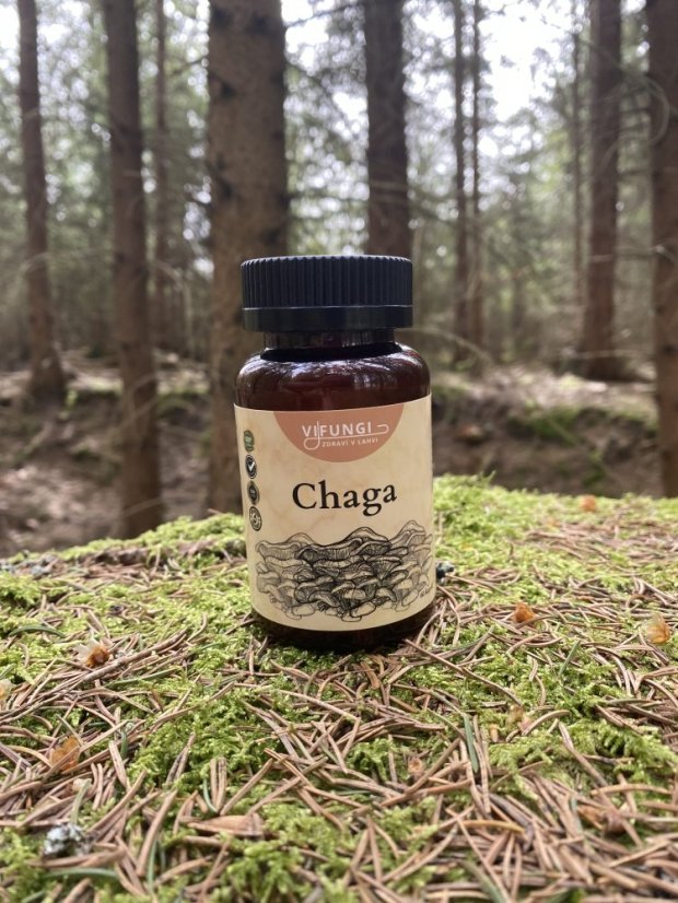Chaga - Rezavec šikmý