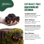 Chaga Pro+