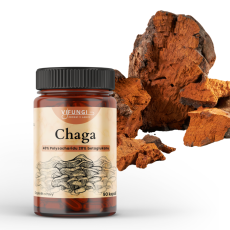 Chaga - Rezavec šikmý